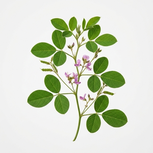 Polvo de Hoja de Desmodium Adscendens