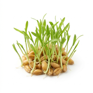 Polvo de Salvado y Germen de Trigo (Triticum Vulgare)