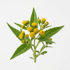 Polvo de Hoja de Neurolaena Lobata